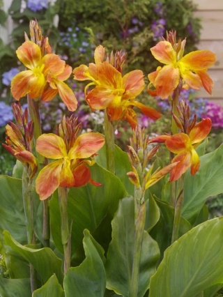 Canna Lucifer