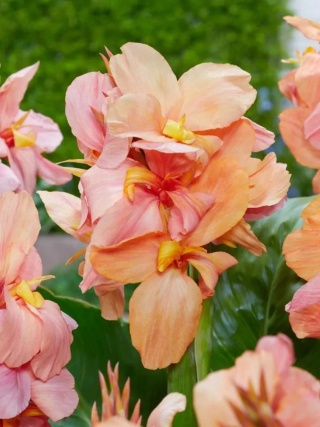 Canna Peach blush