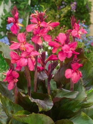 Canna Pink futurity