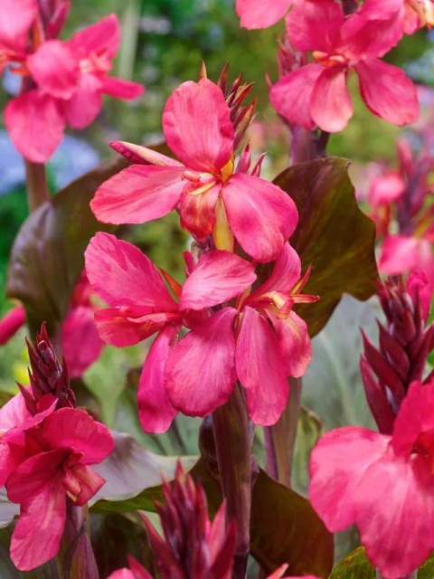 Canna Pink futurity