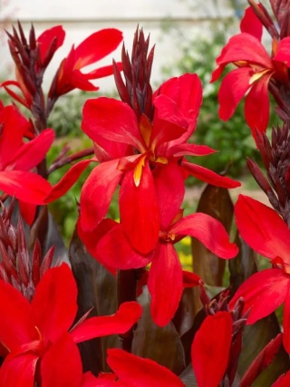Canna Red futurity