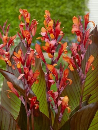 Canna Red stripe