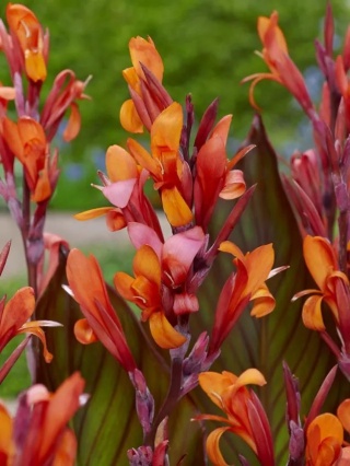 Canna Red stripe