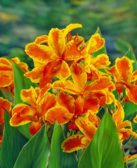 Canna taroudant