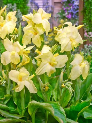 Canna Vanilla cream