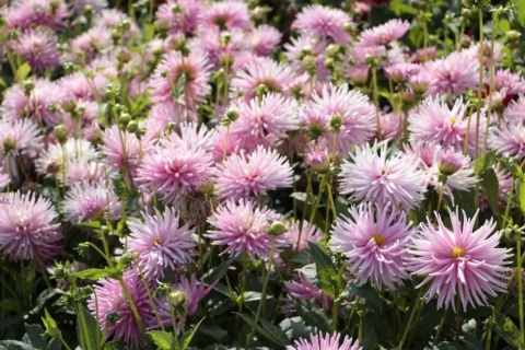 Dahlia Park princess