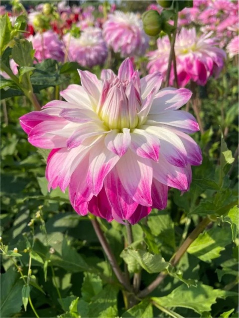 Dahlia Pink petticoat