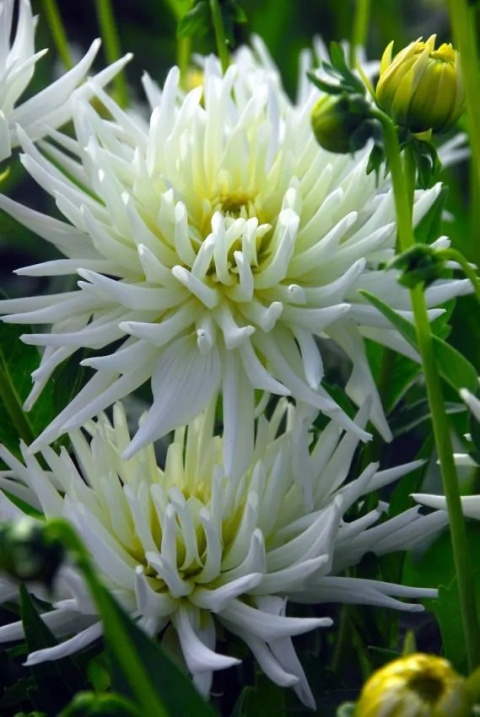 Dahlia Playa blanca