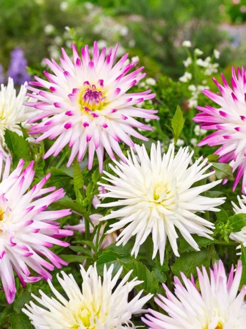 Dahlia Playa blanca
