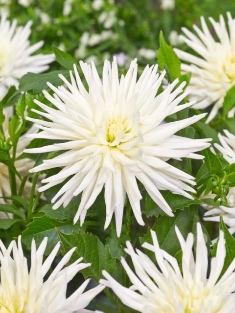Dahlia Playa blanca