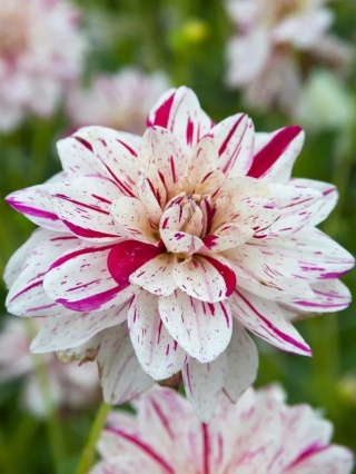 Dahlia Prince valiant