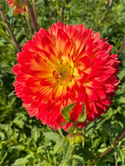 Dahlia Procyon