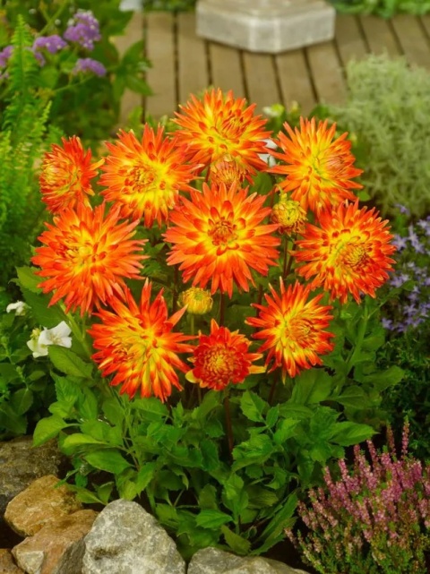 Dahlia Procyon