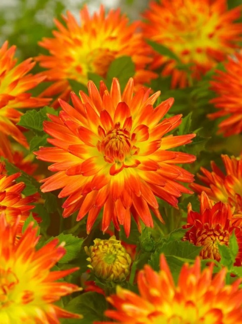 Dahlia Procyon