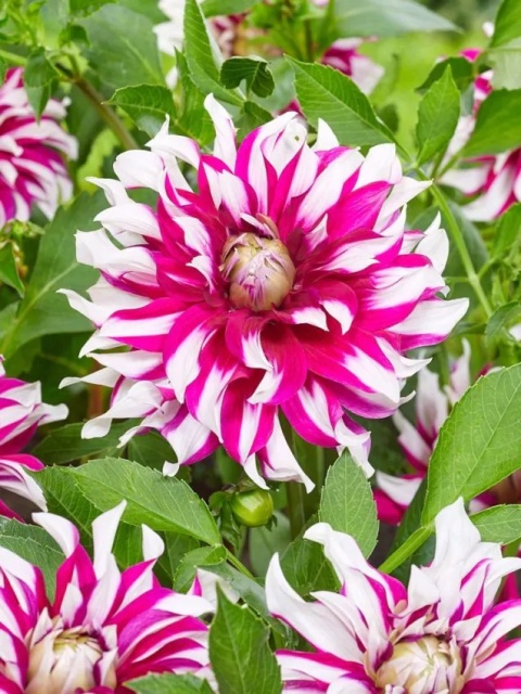 Dahlia Radegast