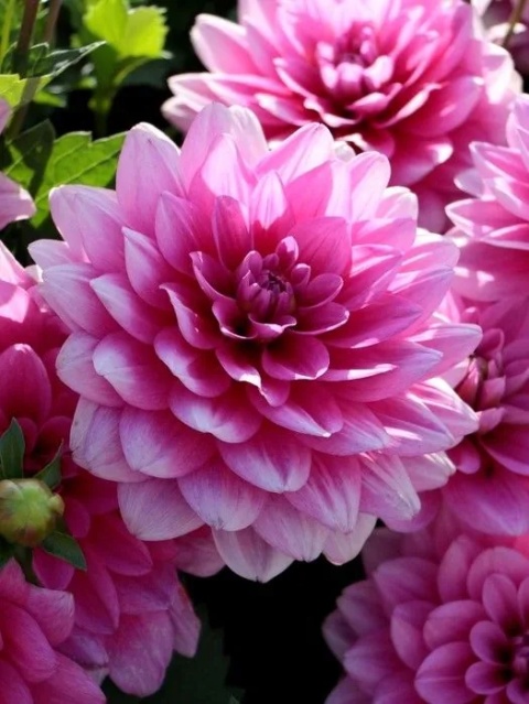 Dahlia Rosella