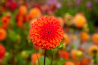 Dahlia Safe shot