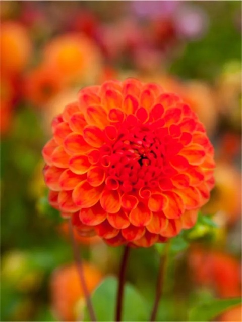 Dahlia Safe shot