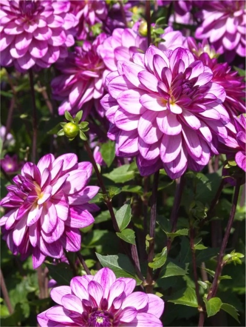 Dahlia Seduction