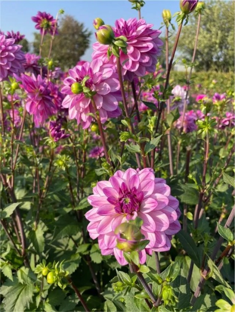 Dahlia Seduction