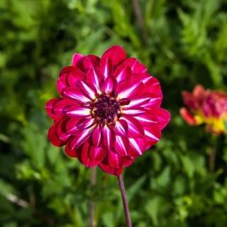 Dahlia Smiling don