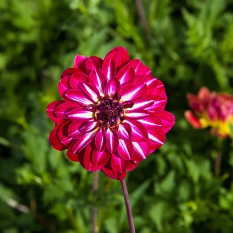 Dahlia Smiling don