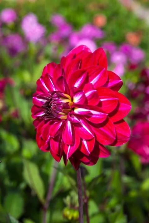 Dahlia Smiling don