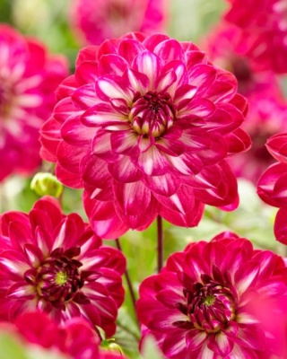 Dahlia Smiling don