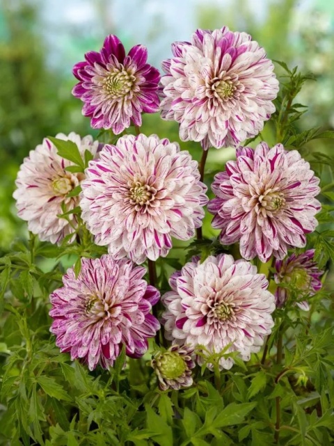 Dahlia Smokey