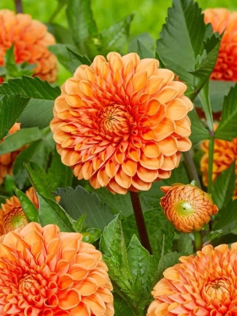 Dahlia Sylvia