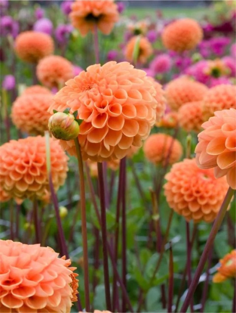 Dahlia Sylvia
