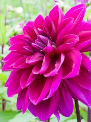 Dahlia Thomas edison