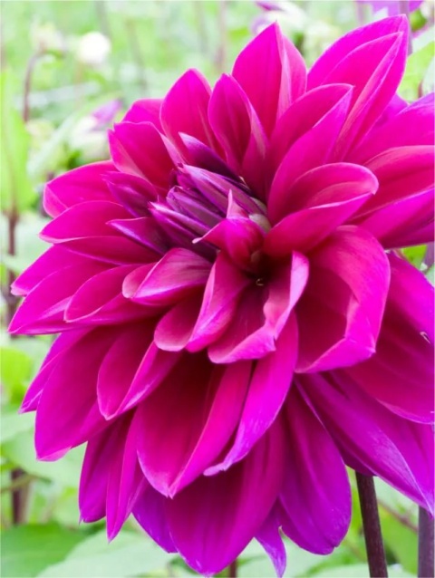 Dahlia Thomas edison