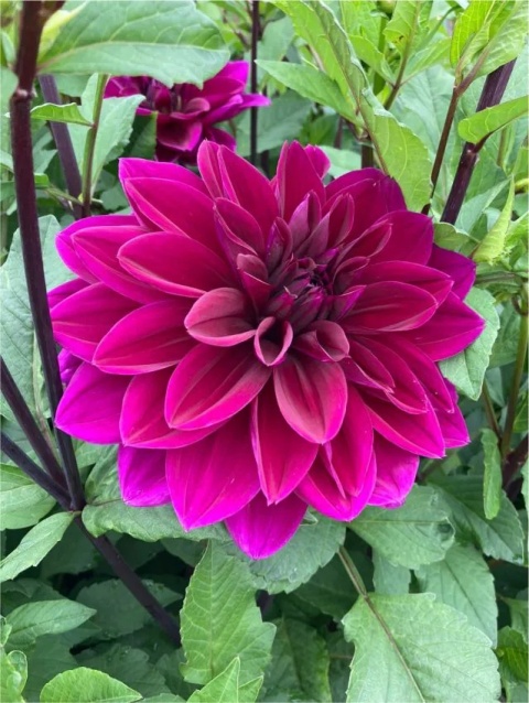 Dahlia Thomas edison
