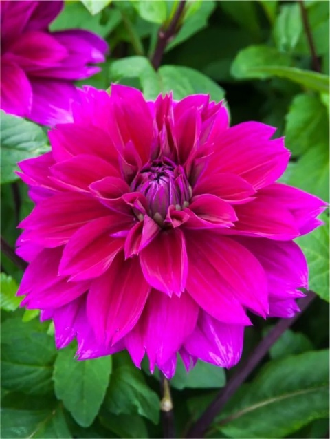 Dahlia Thomas edison