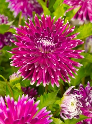 Dahlia Vancouver