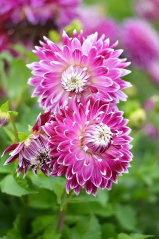 Dahlia Vancouver