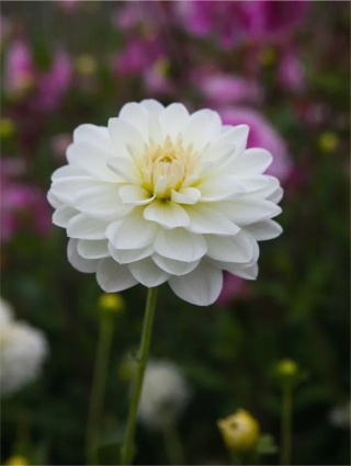 Dahlia White onesta