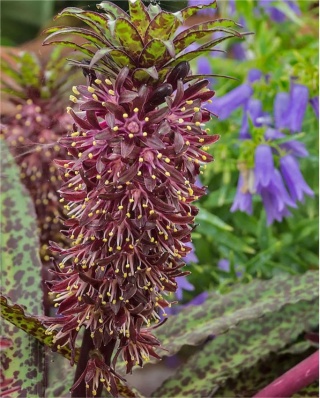 Eucomis vandermerwei