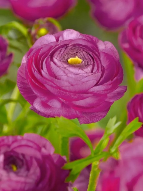 Jaskier purpurowy