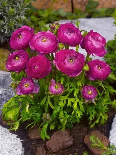 Jaskier purpurowy