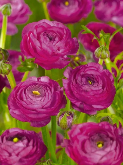 Jaskier purpurowy