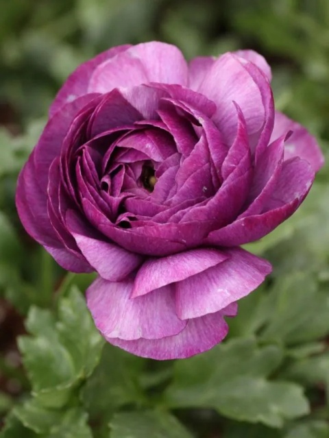 Jaskier purpurowy