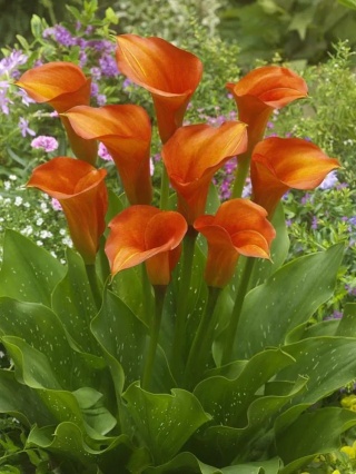 Kalia Orange blend