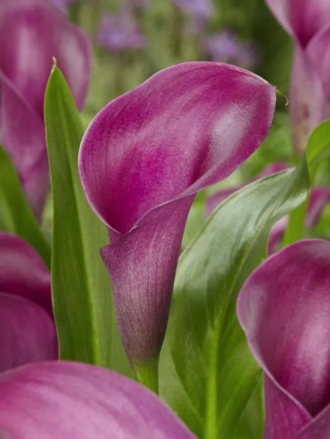 Kalia Purple dance