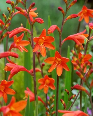 Krokosmia Red king