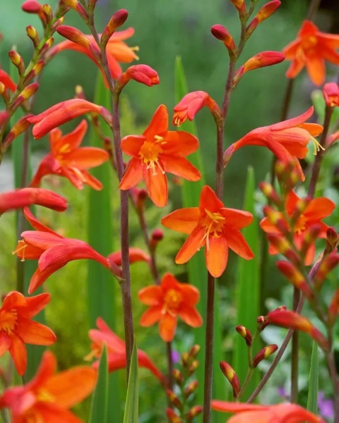 Krokosmia Red king
