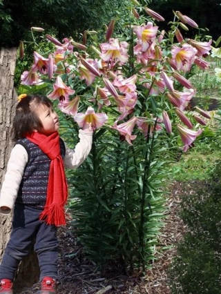 Lilia Beijing moon