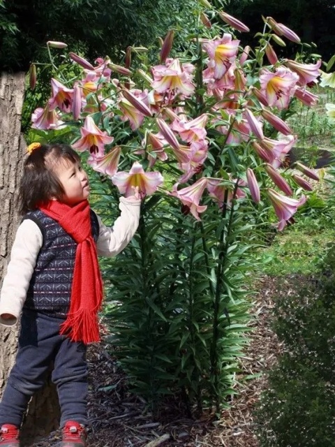 Lilia Beijing moon