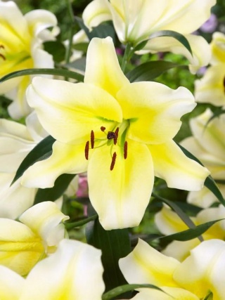 Lilia Conca d'or